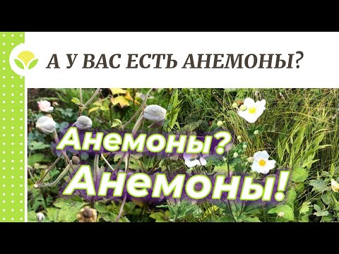 Видео: А у вас есть Анемоны?