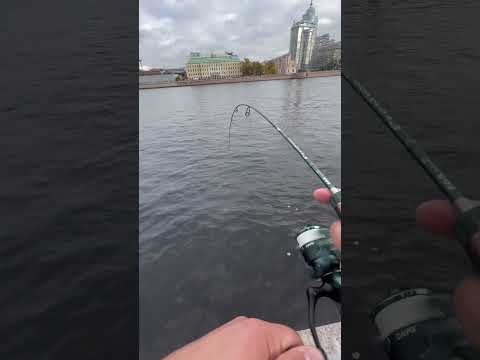 Видео: Мормышинг на Неве #fishing #мормышинг #окунь #perch #ультралайт