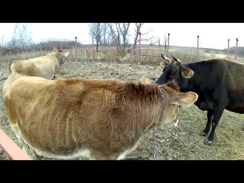 Видео: Телка..? Нетель..? Корова..? Кого приобрести в хозяйство...