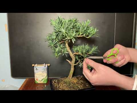 Видео: ПОДОКАРПУСЫ И ПИРАКАНТЫ