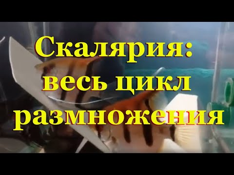Видео: Скалярия: весь цикл размножения в домашних условиях от нереста до взрослой рыбки за 30 мин.
