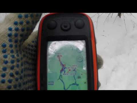 Видео: ПОЙМАЛ ЖИВОГО КАБАНА ВО ВРЕМЯ ОХОТЫ. Зачем он мне?