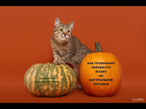 Видео: Как перевести кошку на натуральное питание при правильном рационе 🥩