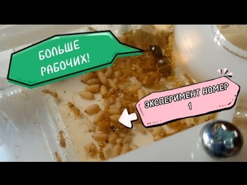 Видео: РЕЗУЛЬТАТ ЭКСПЕРИМЕНТА. LASIUS FLAVUS. #3