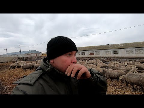 Видео: Работаю на овцеферме! Легче не становится! (Часть 3)