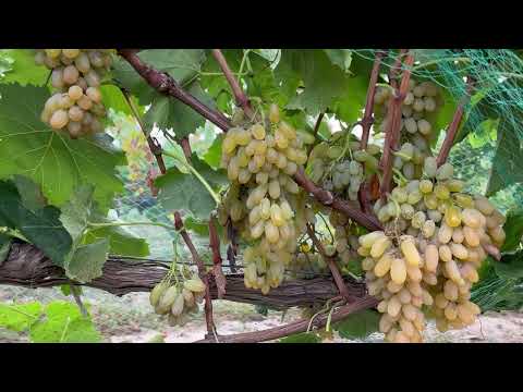 Видео: Виноград Хоуп