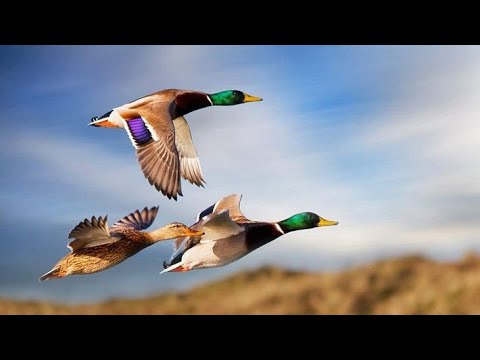 Видео: Охота на утку в августе 2022г.Великолепное утро !