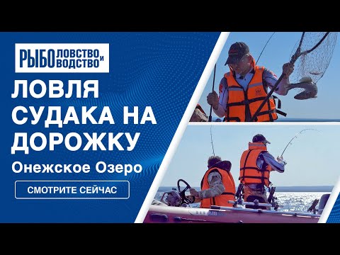 Видео: Ловля судака на спиннинг | Троллинг на Онежском озере