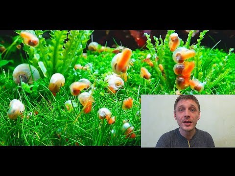 Видео: УЛИТКА КАТУШКА!!!