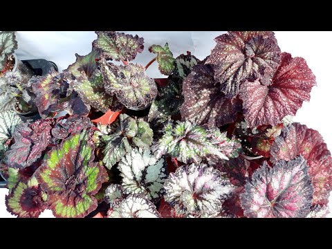 Видео: Бегонии LeRex, и не только  ("спасеныши") - новинки моей коллекции