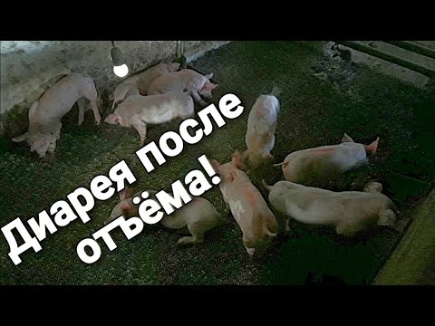 Видео: Реасил!Диарея после отъёма!Кормление поросят после отъёма!Стресс у поросят!