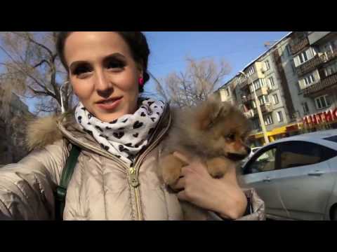 Видео: Мирон первая стрижка Немецкий Шпиц Цверг (Померанец)