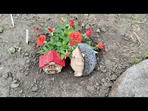 Видео: Обзор моего дома и участка 4.09.2025 года. Что растет у меня в саду. Японский сад. Знакомство. 