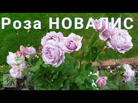 Видео: Сиреневая роза НОВАЛИС (Посейдон) 💜 Сорта Роз #Novalis #розы #сиреневыерозы #сортароз