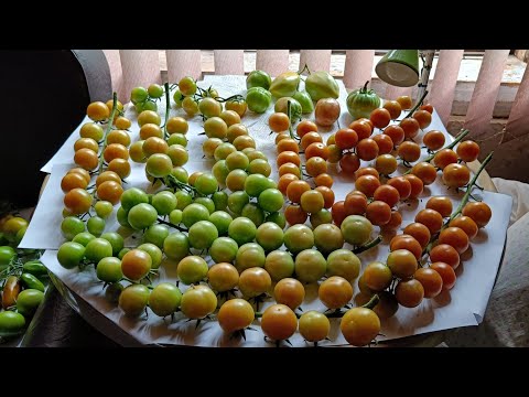 Видео: 18.09.23.Дача..Удаляю ботву томатов.🥹Ещё один Гиппеаструм хочет цвести😬