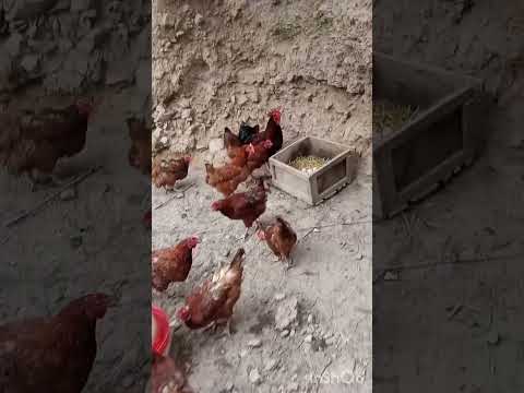 Видео: Тоджон тооктору тууралуу кызыктуу маалыматтар. 0779960793