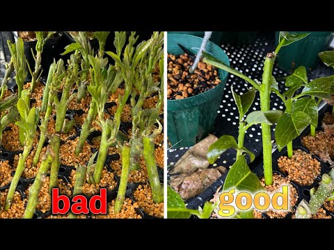 Видео: 10 советов по черенкованию. Разница между правильным и неправильным способом.