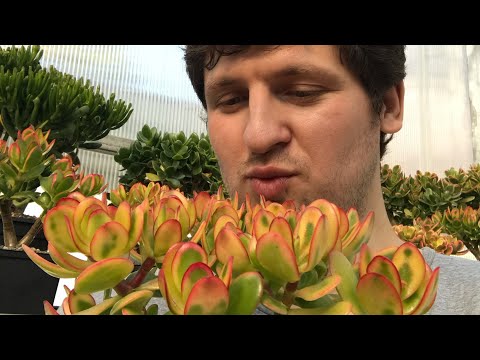 Видео: Сорта и виды денежных деревьев. Часть 2. Крассула Толстянка Crassula Jade