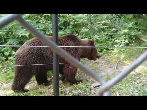 Видео: Парк за мечки Белица