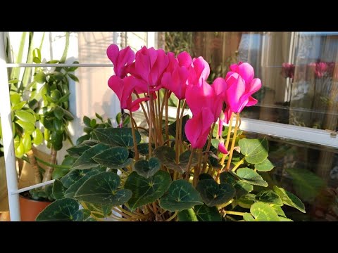 Видео: Цикламены.(Cyclamen) Как удалить рога у цикламена.