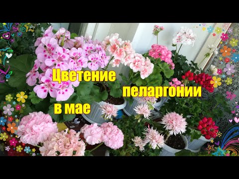 Видео: Обзор моих цветущих пеларгоний в мае, новиночки и старички