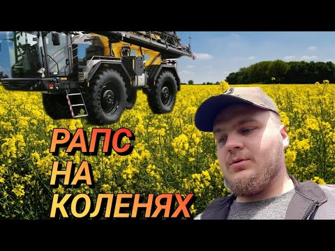 Видео: РАПС НА КОЛЕНЯХ/ПШЕНИЦА-ВСЁ ЕЩЁ ЦАРИЦА