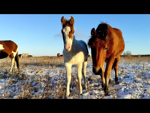 Видео: Перекличка в табуне жеребята девочки. Пастух купил дом