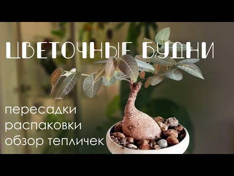 Видео: Цветочные будни: Распаковка редких растений, обзор тепличек, пересадки.