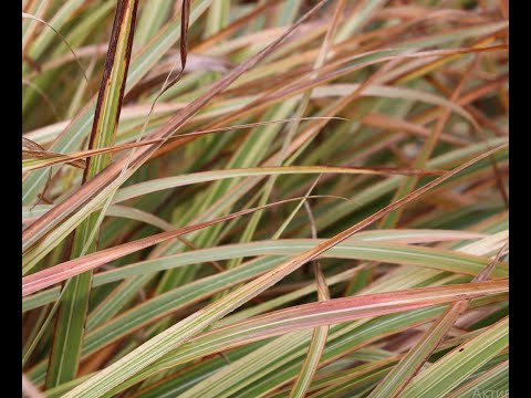Видео: Осенние краски моего сада. Злаки.