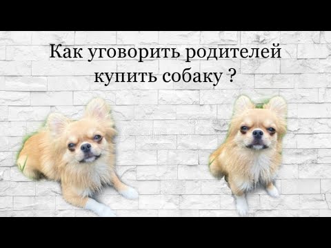 Видео: Как уговорить родителей купить собаку|+ советы