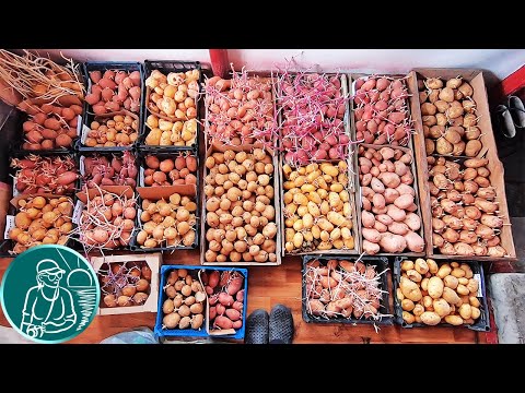 Видео: 🥔 25 сортов картофеля после хранения в погребе 🍠 Хранение посадочного картофеля
