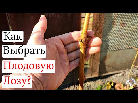 Видео: Как ВЫБРАТЬ ПЛОДОВУЮ ЛОЗУ? Готовимся к ОБРЕЗКЕ ВИНОГРАДА