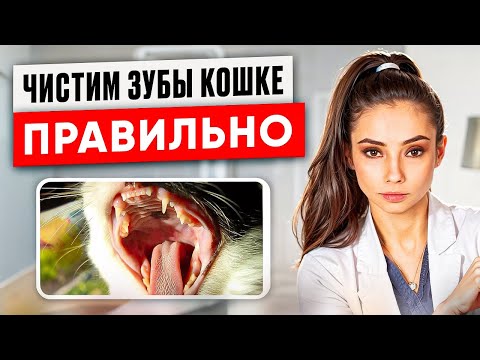 Видео: Как правильно чистить зубы кошке дома | Ветеринар стоматолог объясняет