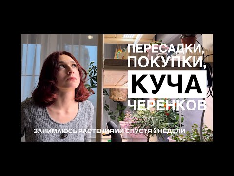 Видео: ЗЕЛЁНЫЙ ВЛОГ: распаковки, пересадки, обрезка. Возвращаюсь к растениям спустя 2 недели
