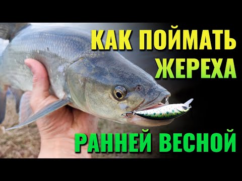Видео: Как поймать жереха ранней весной. Дни 1-3
