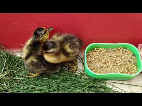 Видео: Инкубация яиц подсадных уток 3! Результат!