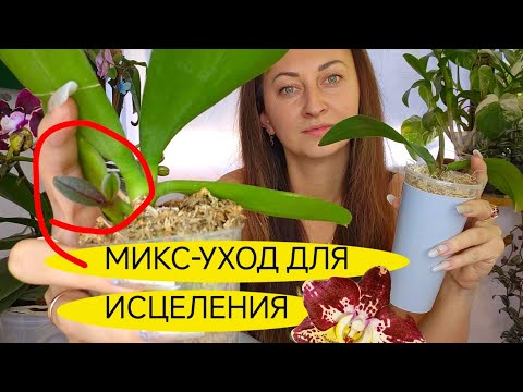 Видео: ОРХОЭКСПЕРИМЕНТ: КОМПЛЕКСНЫЕ процедуры для МОЩНОГО роста ВОЗРОЖДАЮЩИХСЯ орхидей