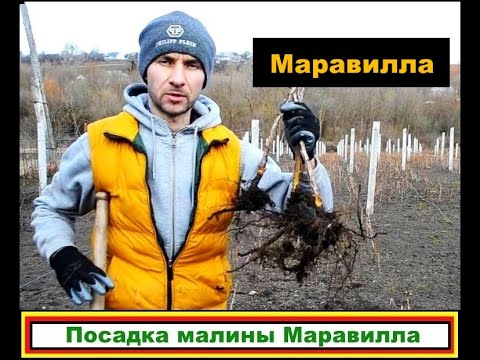 Видео: Малина Маравилла. Посадить или глубоко похоронить???