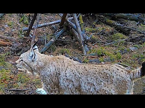 Видео: Кого сняла Фотоловушка за 50 дней в ГЛУХОМ лесу? 1.5 месяца за 10 минут!