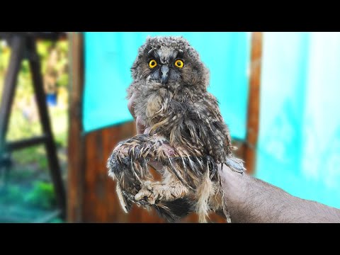 Видео: Как Мы Спасали Маленького СОВЕНКА! Нашли Одинокого Птенца И Вот Что Случилось Дальше...