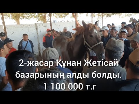 Видео: Жетісай мал базары 08.09.2022ж Жылқылардың бағасы мен таныс болыңыздар.