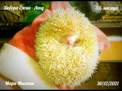 Видео: Наши ДОМОВЯТА Даша и Вася ПОЗДРАВЛЯЮТ всех всех всех с наступающим Новым 2022 годом ТИГРА )))