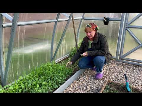Видео: Зачем срезаю сидераты в теплице.