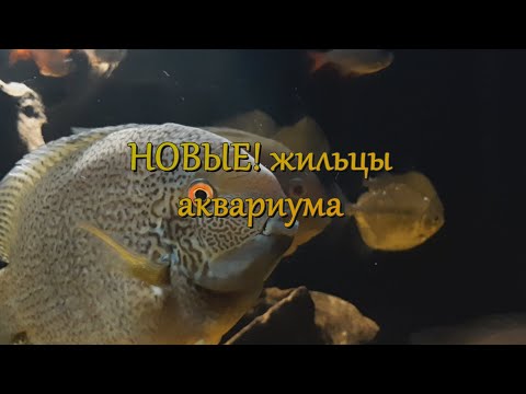 Видео: Новые жильцы в аквариуме