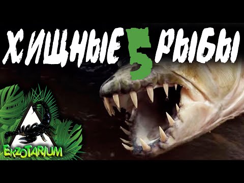 Видео: ТОП 5 ХИЩНЫХ аквариумных рыб  Самые зубастые рыбы