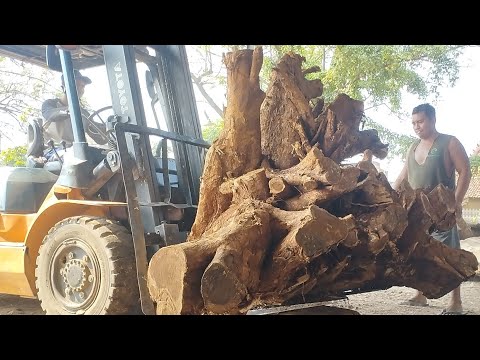 Видео: КОРНИ ТИКОВОГО ДЕРЕВА РАСПИЛЕНЫ НА ЛЕСОРАБОТЕ И СТАНОВЯТСЯ РОСКОШНЫМ МЕБЕЛЬНЫМ МАТЕРИАЛОМ