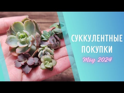 Видео: Распаковка суккулентов 🌱 Май 2024