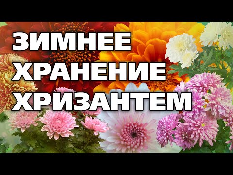 Видео: КАК ПРАВИЛЬНО ХРАНИТЬ ХРИЗАНТЕМЫ. Хризантемы мультифлора Все об их хранении зимой