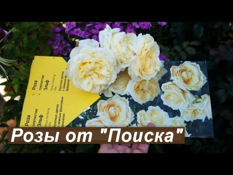 Видео: Розы из коробок: посмотрим, что выросло