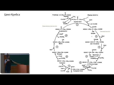 Видео: Лекция 6. Дыхание (продолжение). Фотосинтез. Органеллы движения. Окштейн И.Л., МФТИ